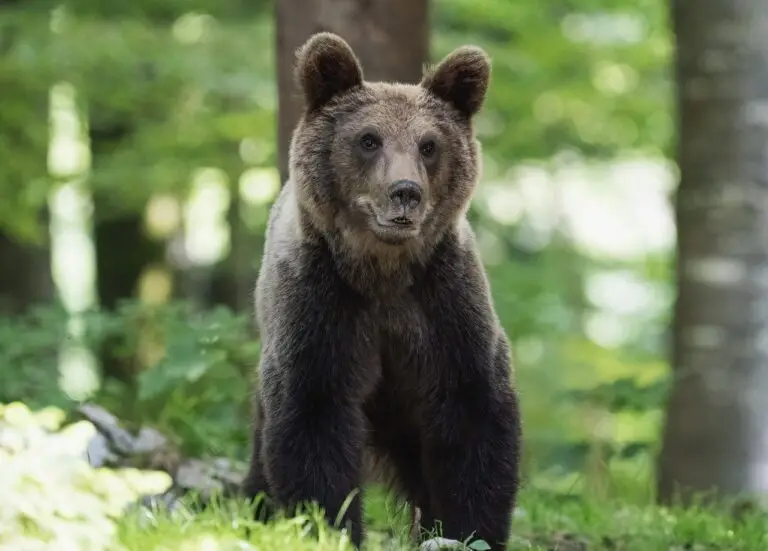 Stay safe from wildlife while camping.