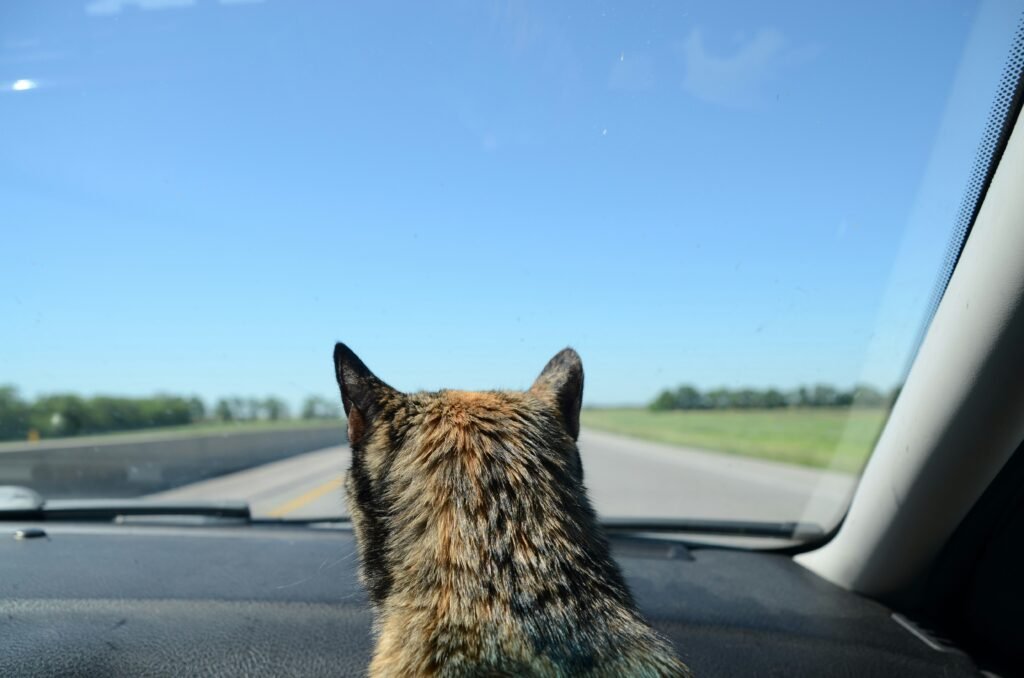 How to prepare for your cat's first road trip