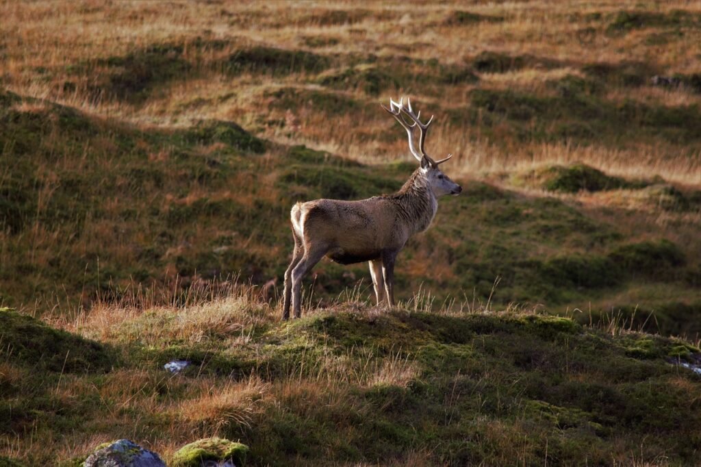 Wildlife viewing