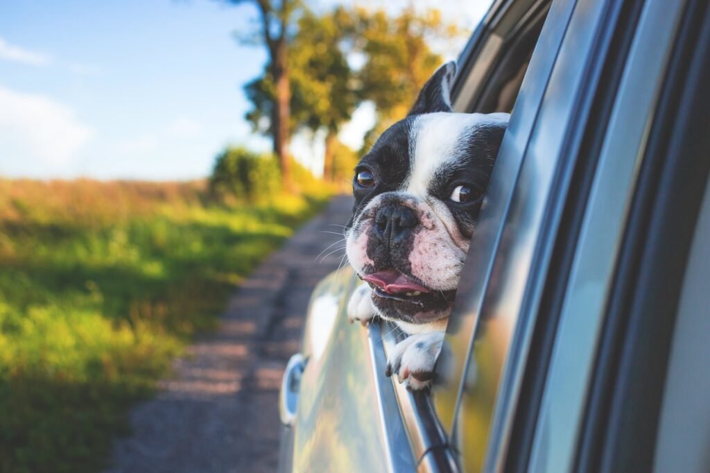 How to prepare for your dog's first road trip