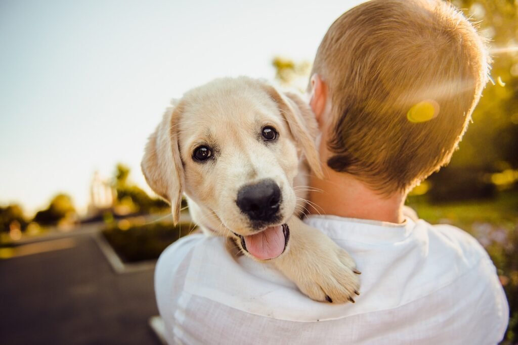 How to prepare for your dog's first road trip