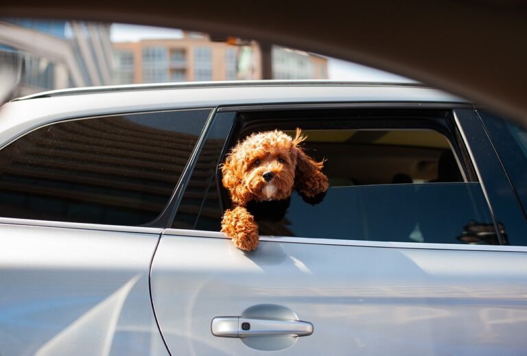 How to prepare for your dog's first road trip