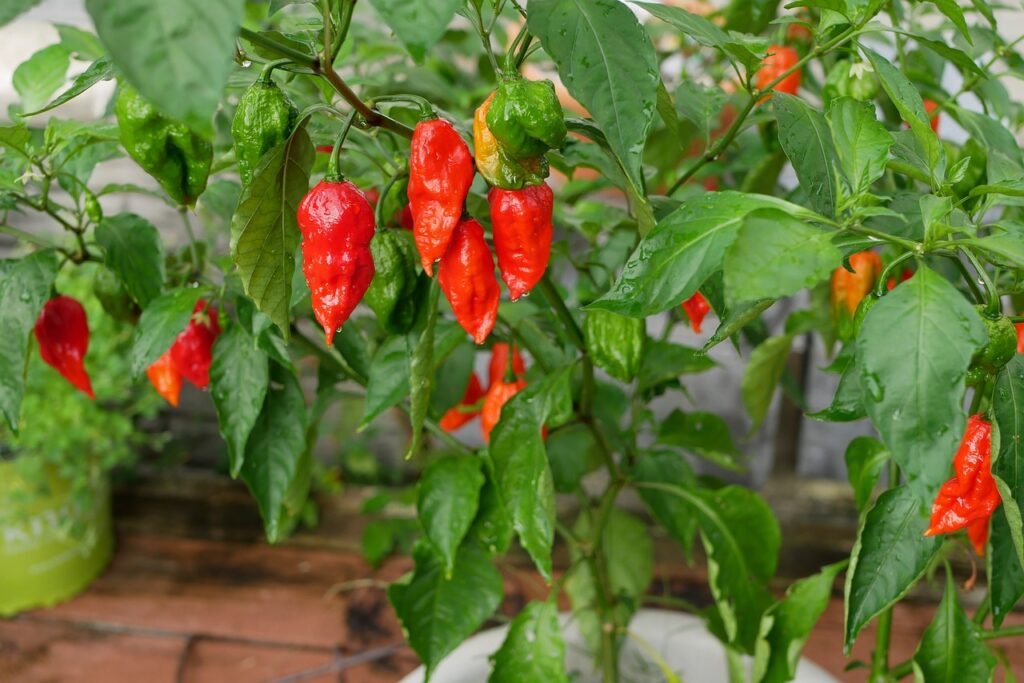 How to Grow Ghost Peppers