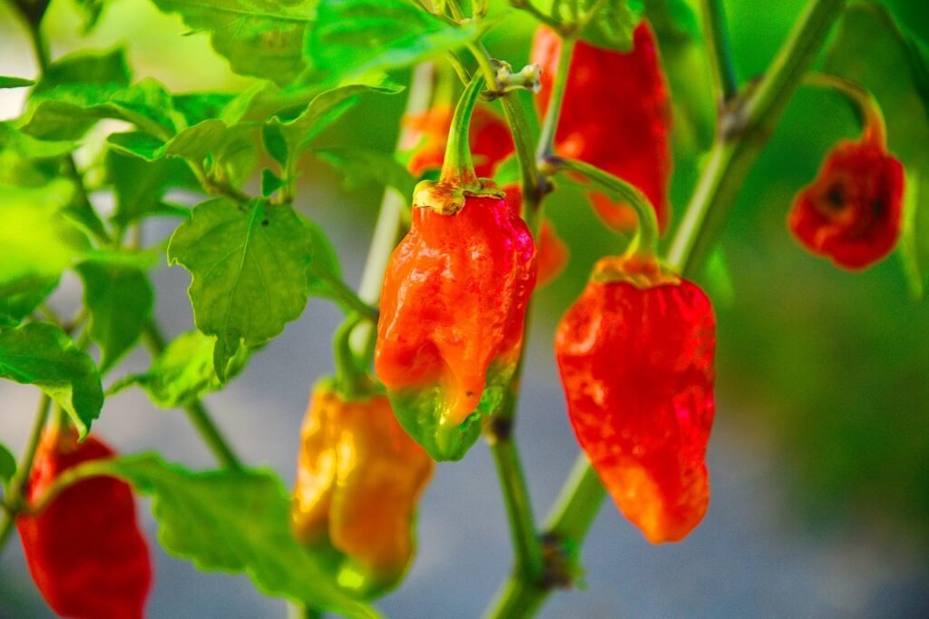 How to Grow Ghost Peppers