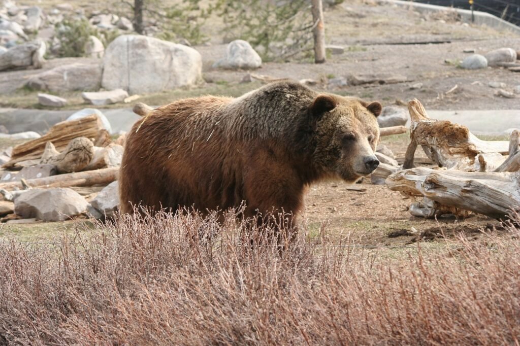 Safety Tips for Yellowstone