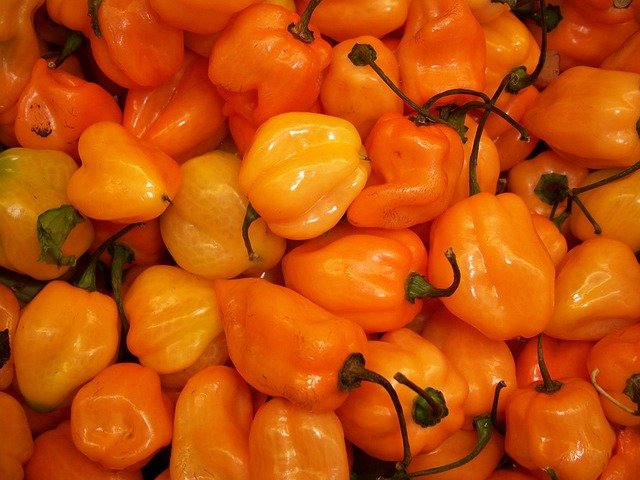 How to Grow Habanero Peppers: A Beginner's Guide