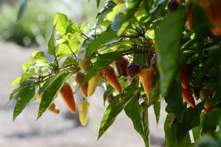 How to Grow Jalapeno Peppers: Beginner's Guide