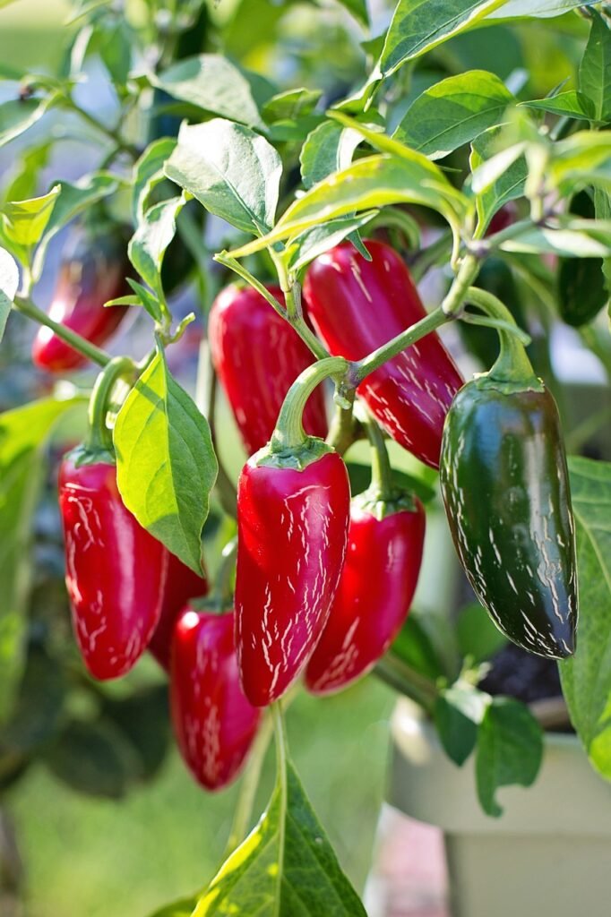 How to grow Jalapeno Peppers