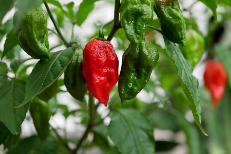 How to Grow Ghost Peppers: A Beginner's Guide