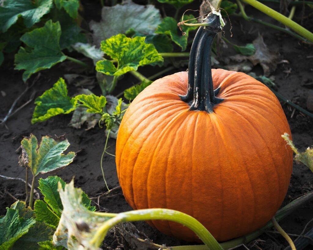 10 of the best pumpkin patches in the U.S.