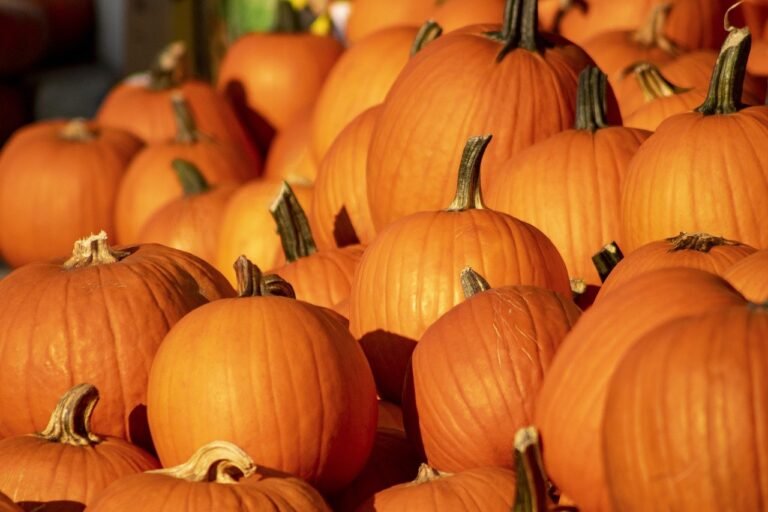 10 of the best pumpkin patches in the U.S.