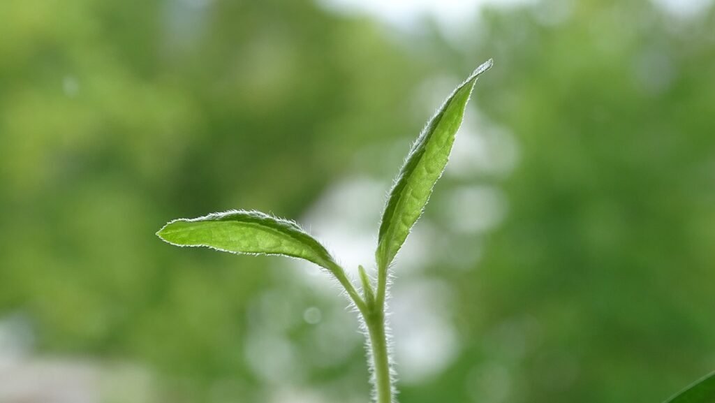 How to grow banana peppers