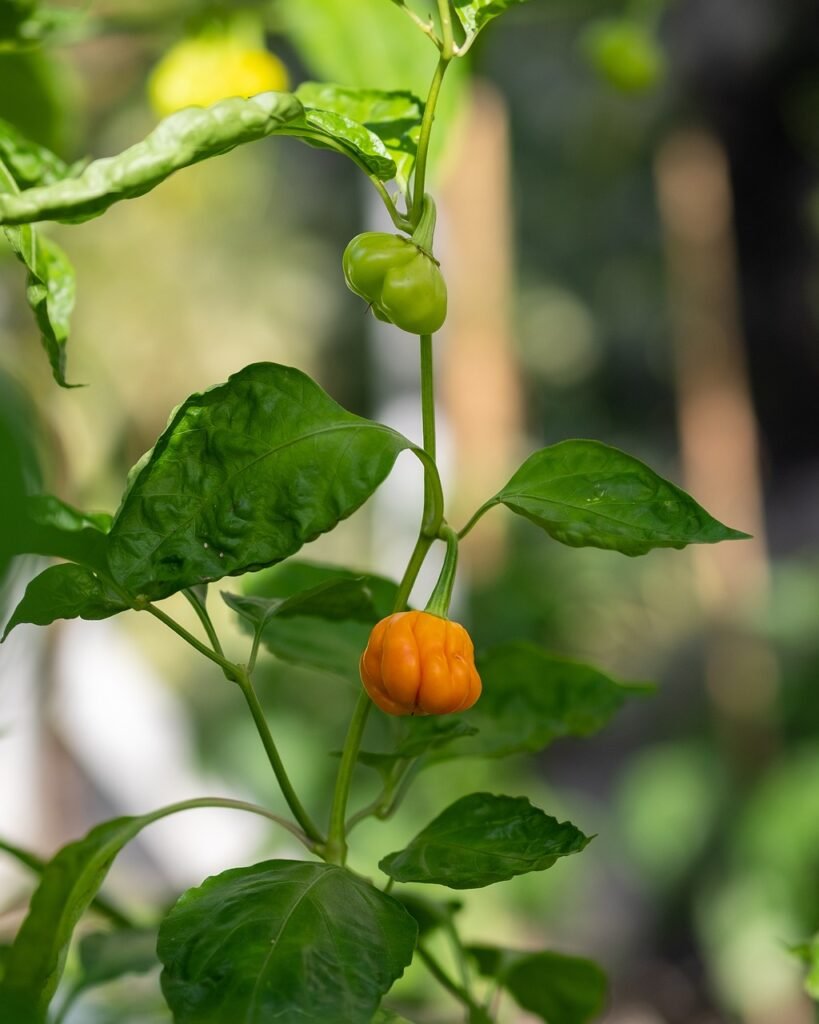 How to gro Habanero chilis